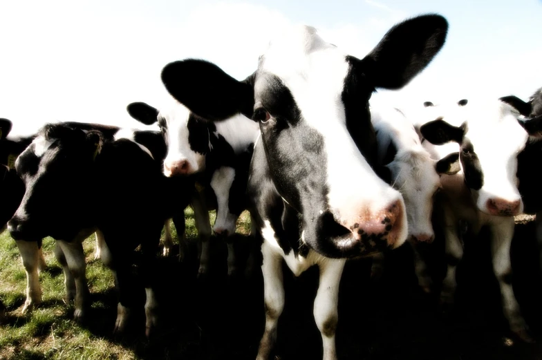 a herd of black and white cows standing on top of a grass covered field