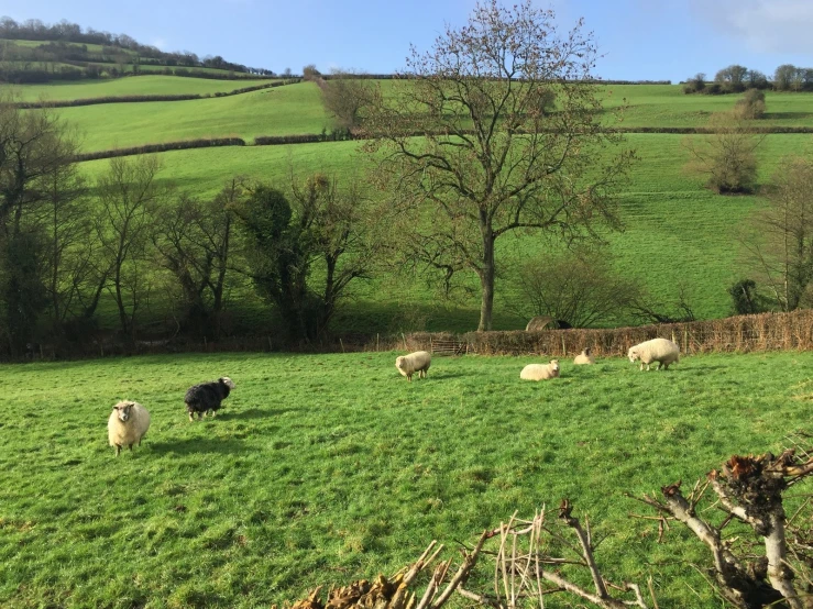 a herd of sheep grazing in the countryside