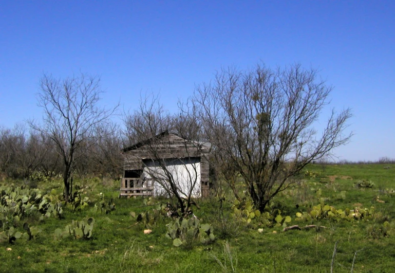 a shed and bush sits alone in the middle of nowhere