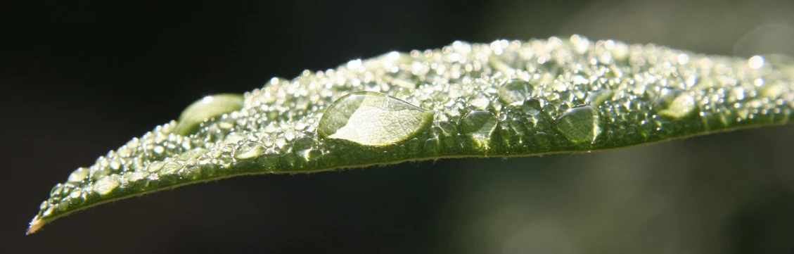 a leaf that has dew drops on it