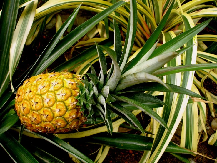 a pineapple is growing from the side of a plant