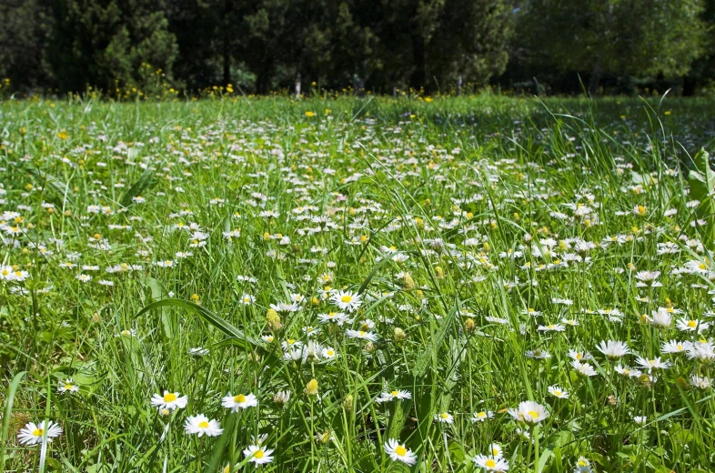 a grassy meadow with daisies and wildflowers