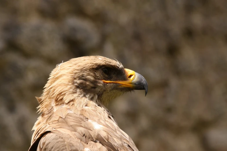 a bird that is perched on a rock