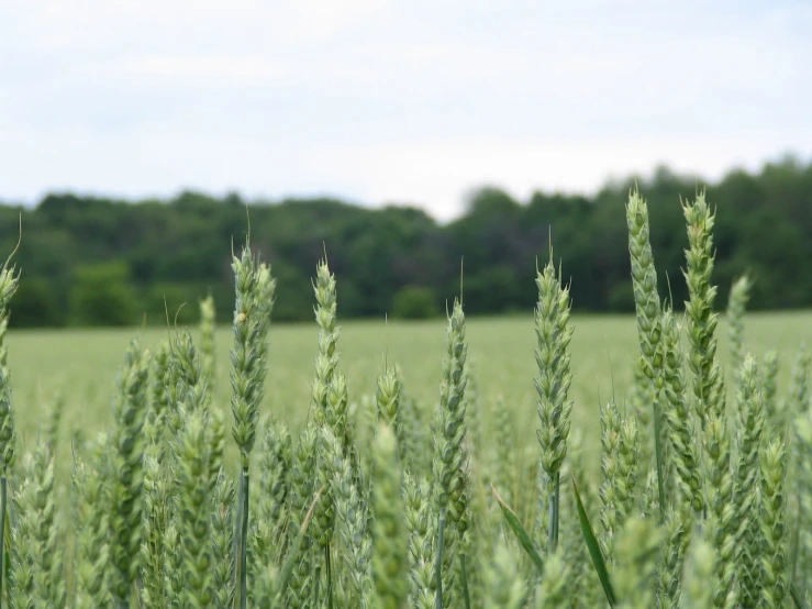 a grassy plain filled with tall green grass