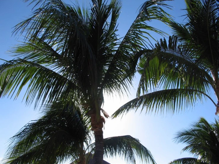 a close up of the top of a large palm tree