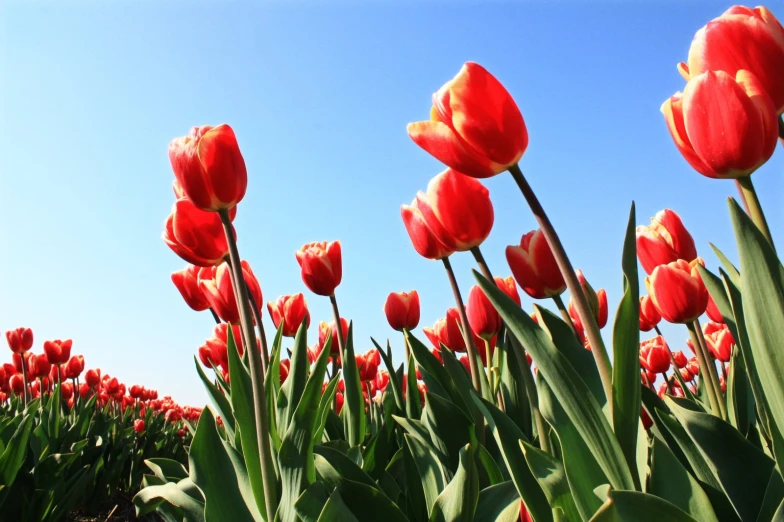 a field of red tulips with the blue sky in the background