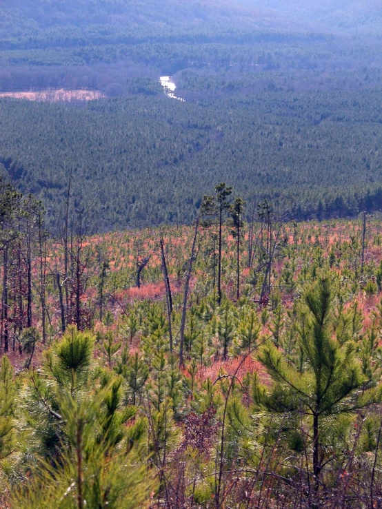 a lot of trees that are next to a forest