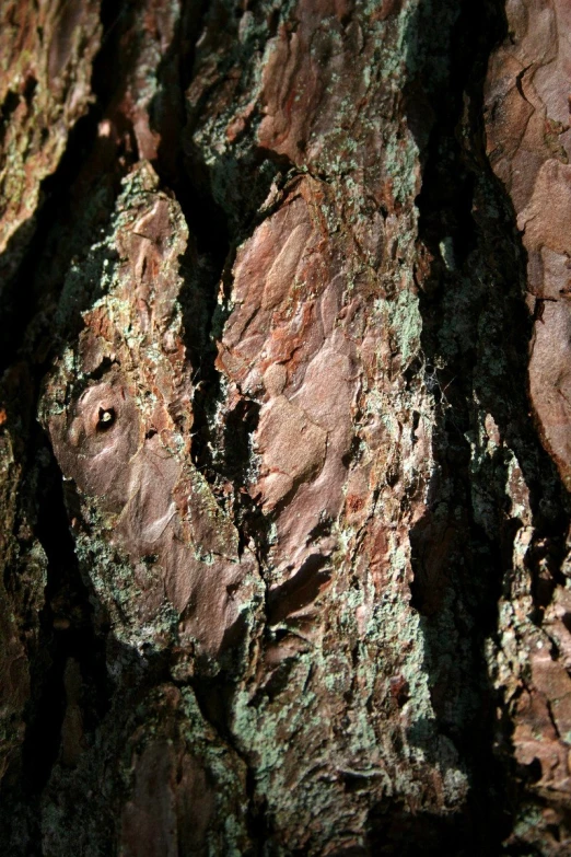 a close up view of a large old rock