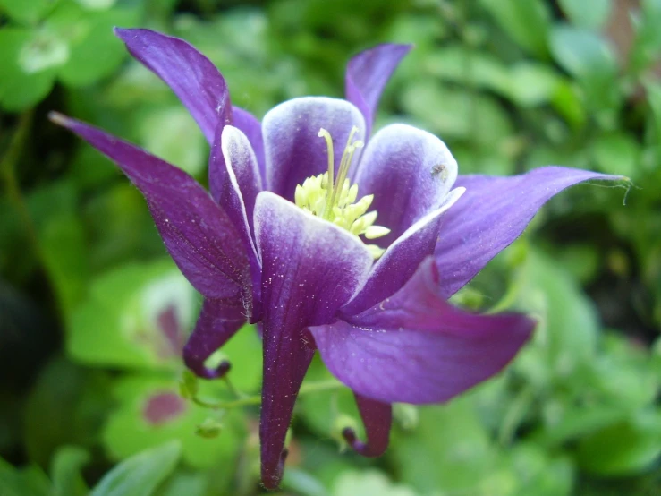 closeup picture of the top of a purple flower