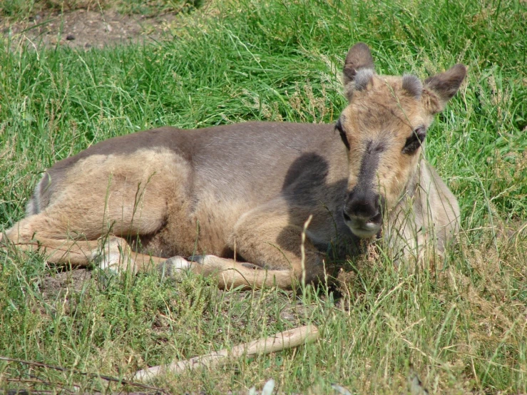 a wild animal lying down in the grass