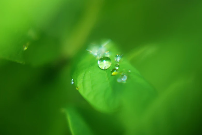 this is an image of some leaves with water drops