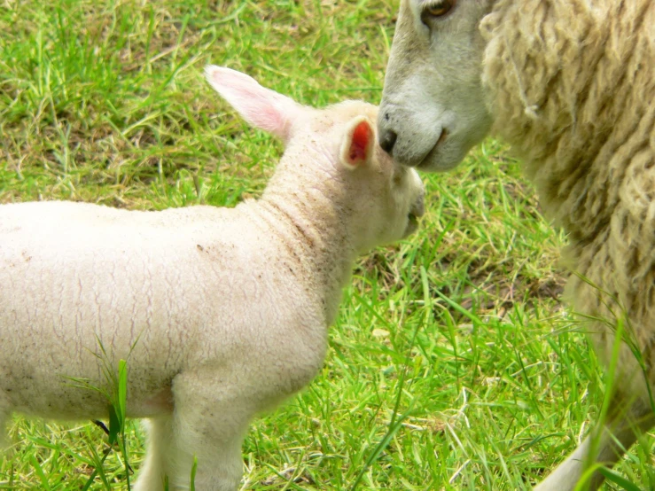 an adult sheep and a lamb with grass