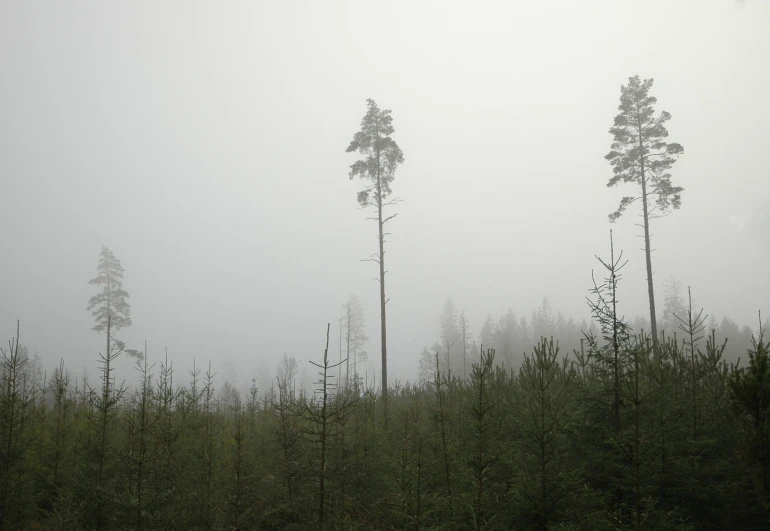 a foggy day in the woods with tall trees