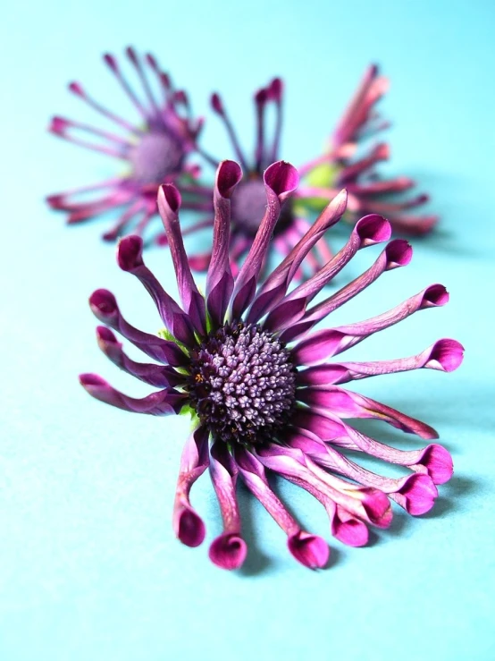 three purple flowers on a blue table