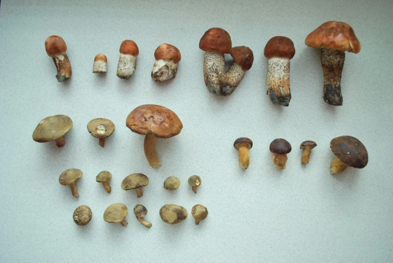 several types of mushrooms that are on a table