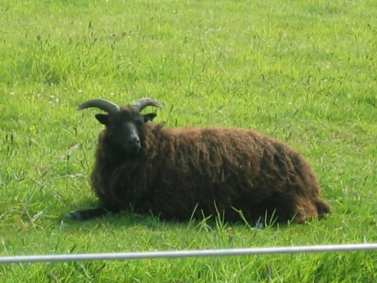 brown sheep laying down in green grass behind a fence