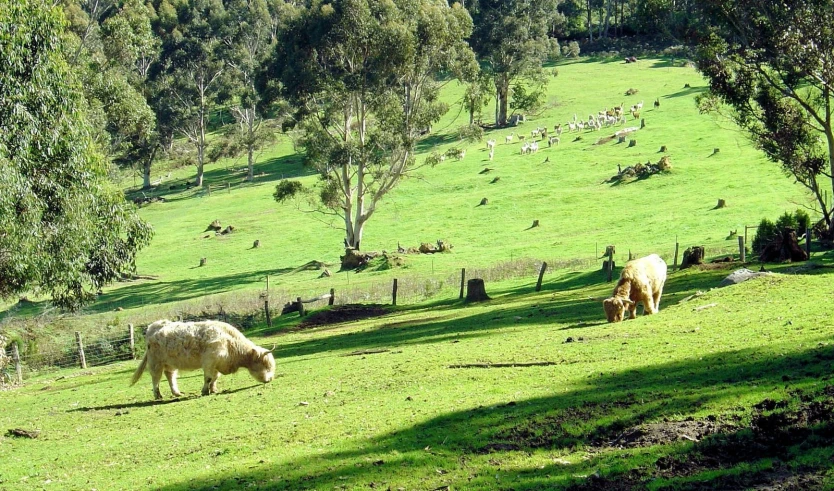 a group of cows grazing in a grassy field