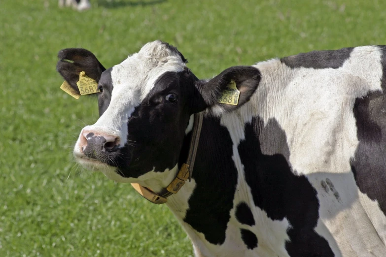 a cow standing in the grass wearing ear tags