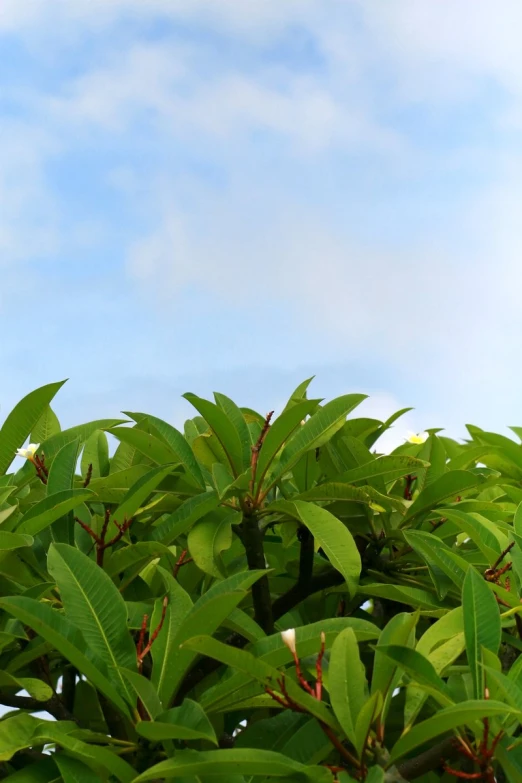 a green tree in the foreground is blue sky and clouds