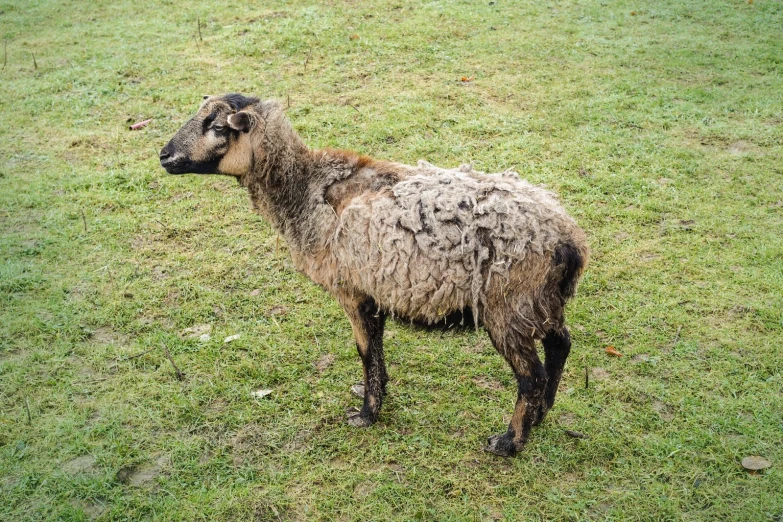 a big furry sheep that is standing in the grass