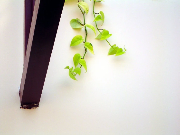 an open black book sitting next to a plant