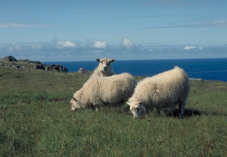 two sheep grazing in the field with an ocean behind them