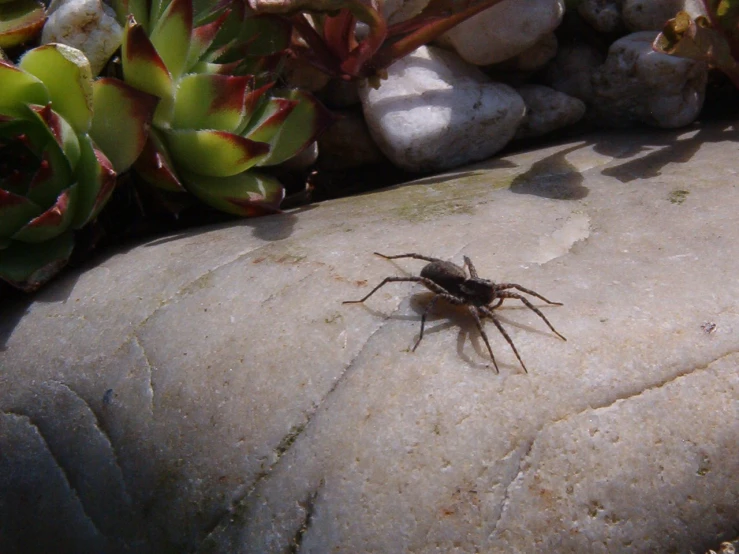 small, dark spider on a rock near plants