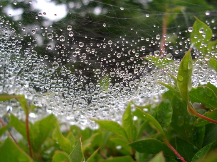 dew drops on the leaves and foliage on the tree