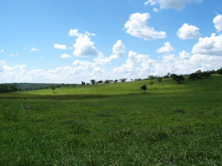 the green field has a few trees in it