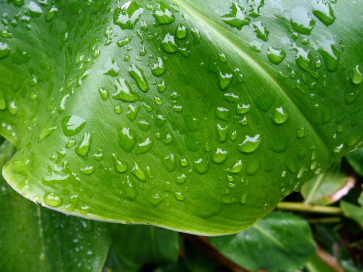 a green leaf with lots of water droplets