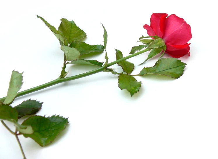 a red rose is laying on a white surface
