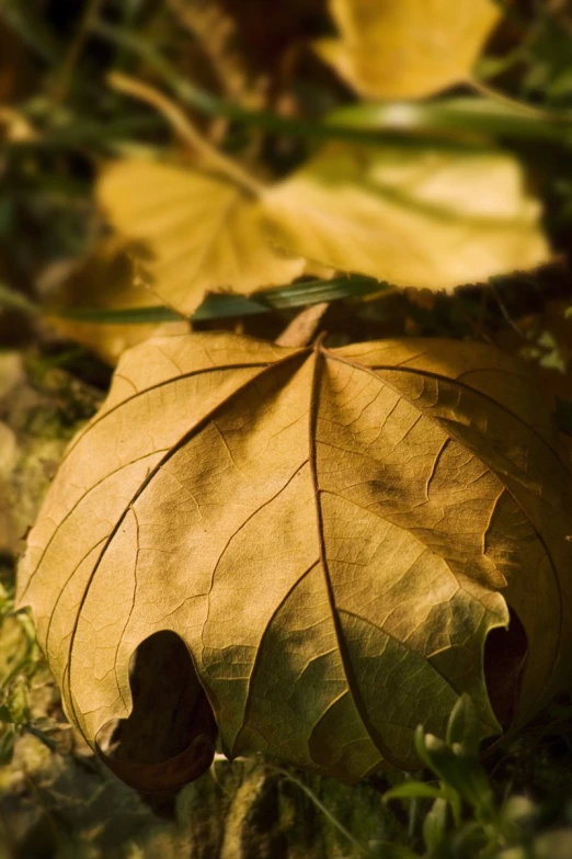 closeup of an open leaf laying on the ground