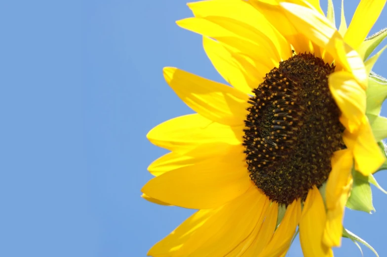 large yellow flower on top of a single white flower