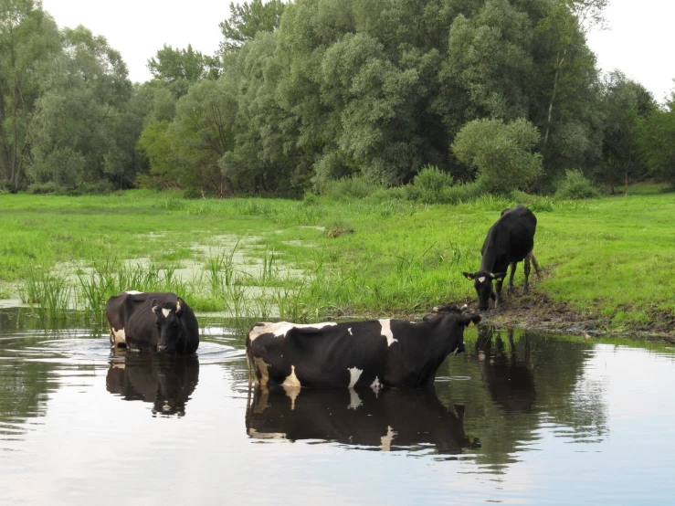 three cows that are in the water together