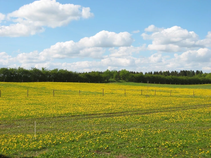 a field filled with lots of yellow flowers and trees