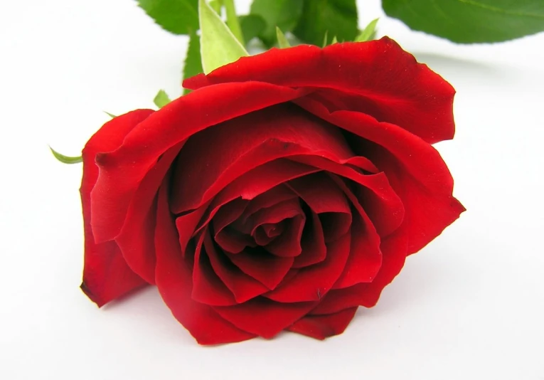 a red rose lying on the ground with a green stem