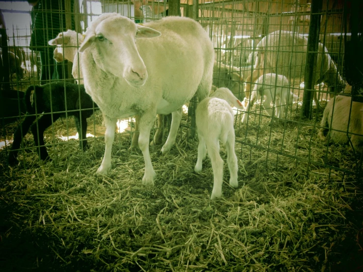 an adult sheep standing next to a young lamb in its pen