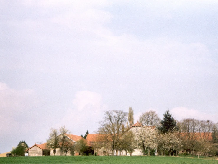 an animal in the middle of a grassy field