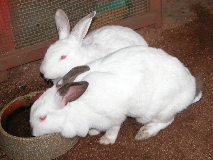 two white rabbits drinking water from a silver bowl