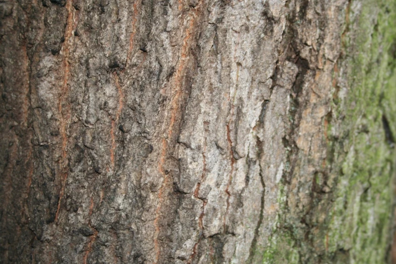 closeup image of a tree trunk with lichen