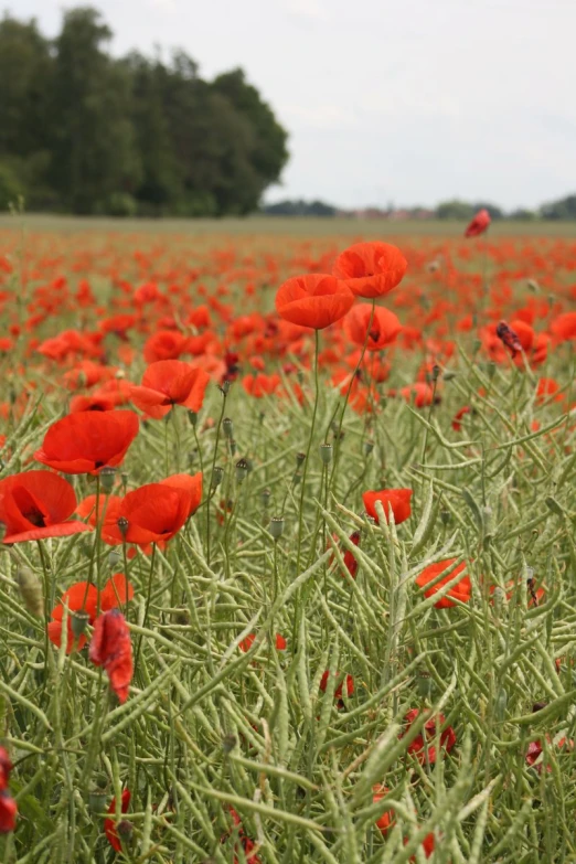 a field full of red flowers with a sky background