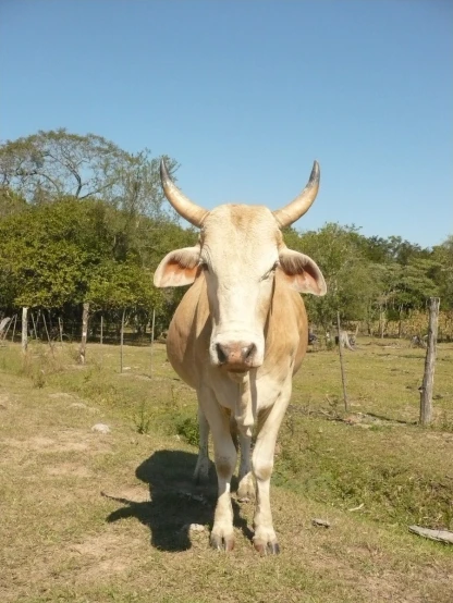 a cow looking straight ahead in an enclosed field