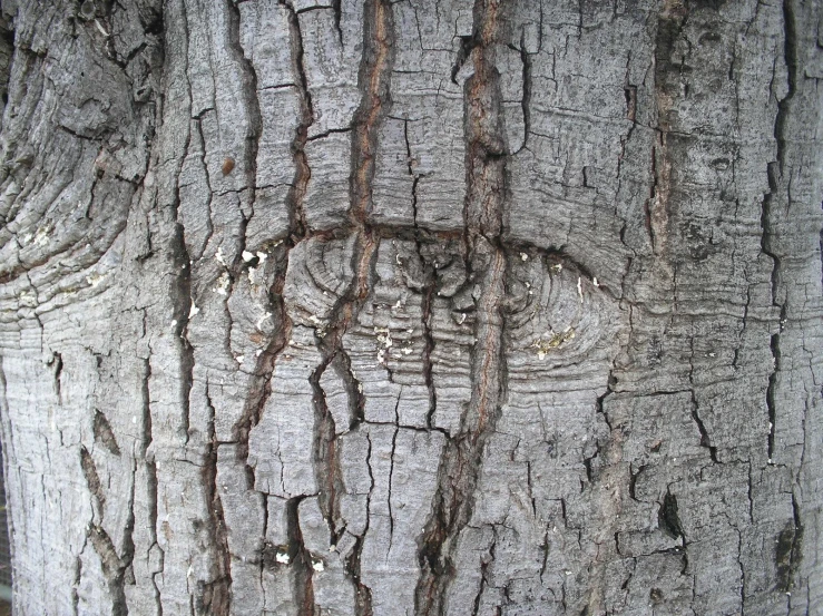 close up pograph of the bark on the tree
