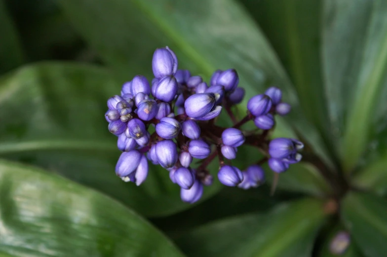 closeup of purple flowers on a green plant