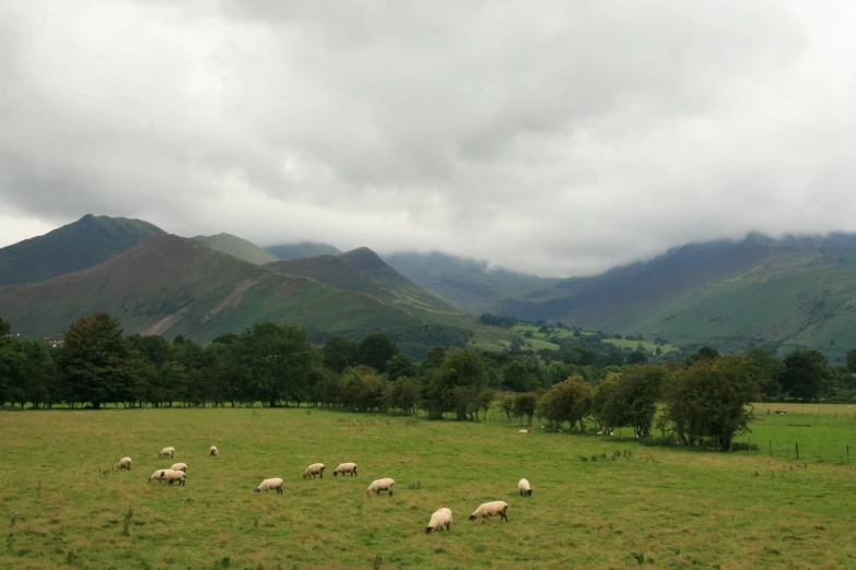 the sheep are grazing in the green field