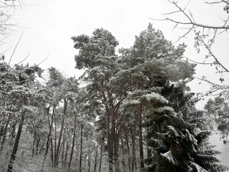 a forest filled with trees covered in snow