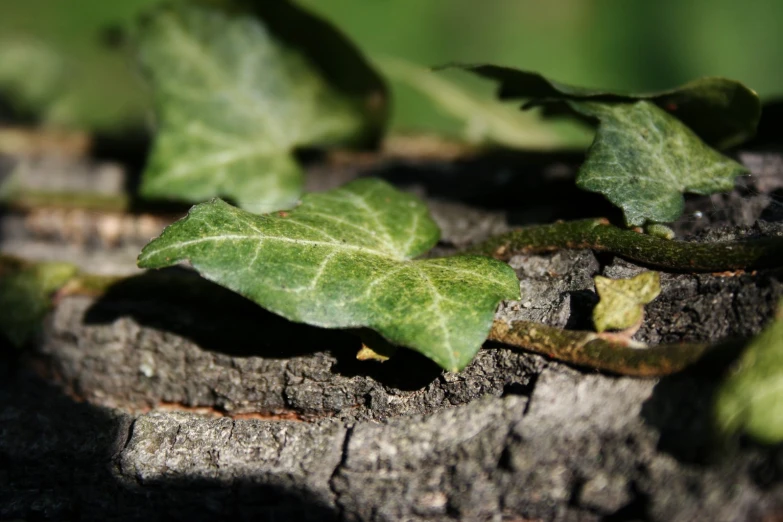 the plant is growing on the side of the stump