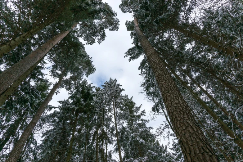 some tall trees and snow on the ground