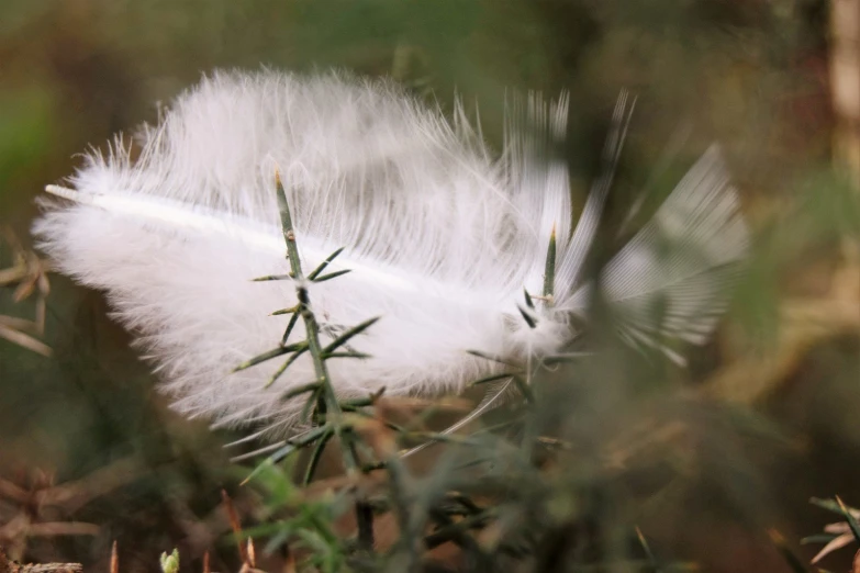 a close - up po of an extremely white feather on the ground