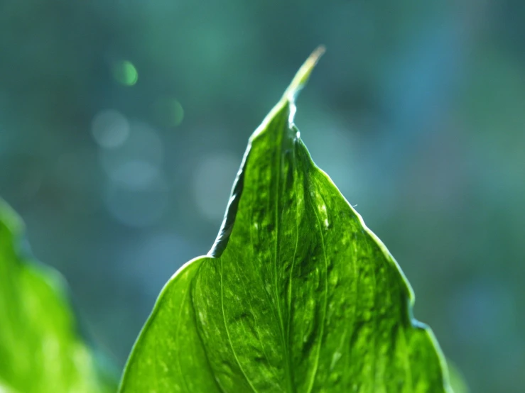 a green plant leaf with drops of water on the leaves